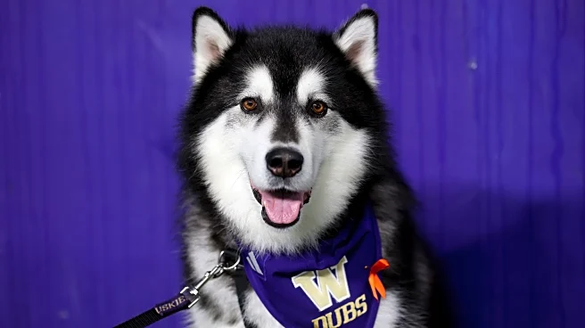 Wednesday Dots: Dubs