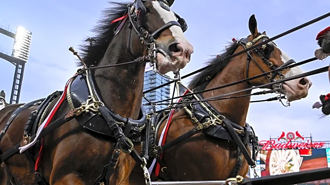 The St. Louis Cardinals begin the 2026 Championship Season