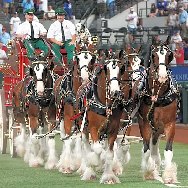 4-3 – Rangers a dud as Reds bring fireworks to 2026 Shed opener