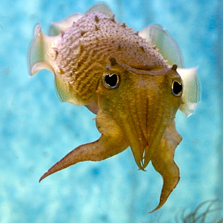 Viola Station 98: Slouching towards Bethlehem (which in this case is safety)