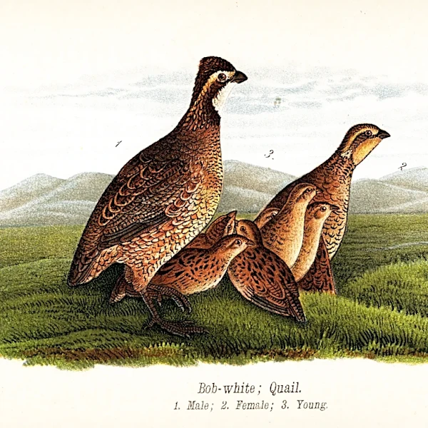 Minor league update for 4/8/26