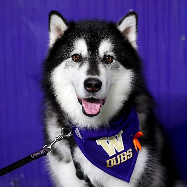 UW Softball Weekly Roundup: First Pitches and Sweeping Gophers