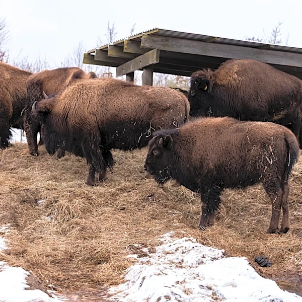 Tuesday Game Thread vs. The David Lipscomb University Improperly Pluralized Bisons