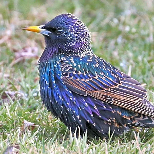 The Daily Mauling: 4/17/26