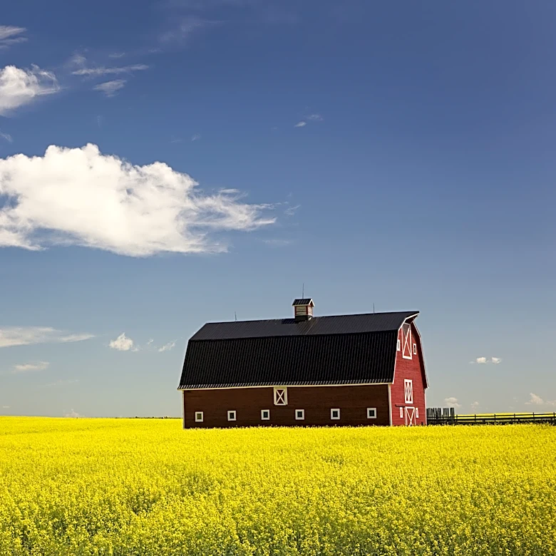 The Link Farm: 4.17.26