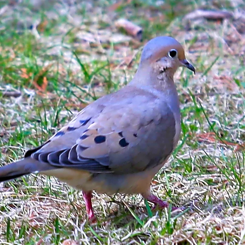 The Daily Mauling: 4/23/26