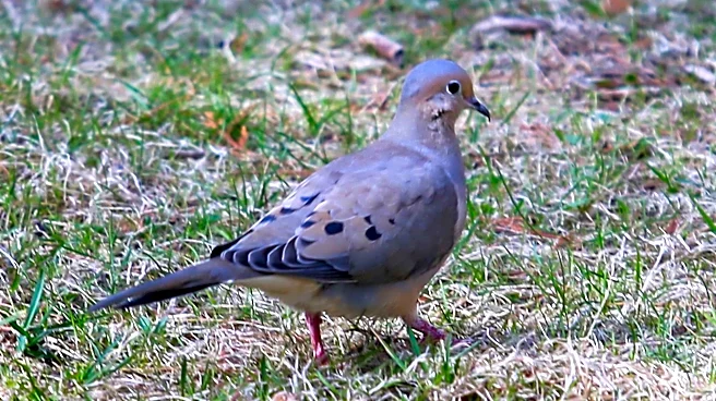 The Daily Mauling: 4/23/26