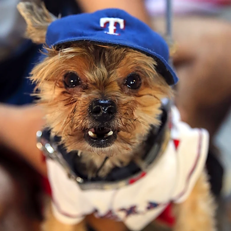 12-11 – Rangers all bite in Bark at the Park finale win over Pittsburgh