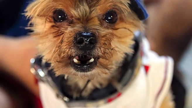 12-11 – Rangers all bite in Bark at the Park finale win over Pittsburgh