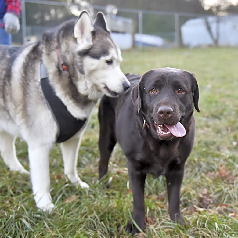 Viola Station 99: We’re so close to finished