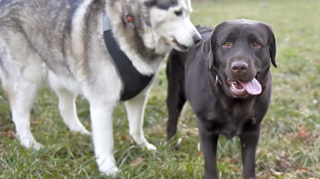 Viola Station 99: We’re so close to finished