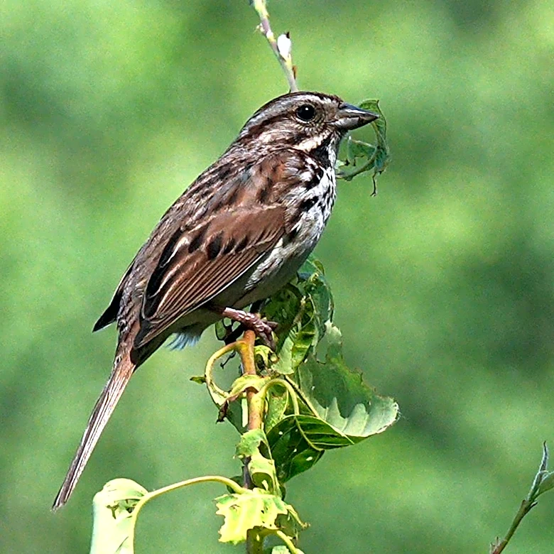 The Daily Mauling: 4/28/26