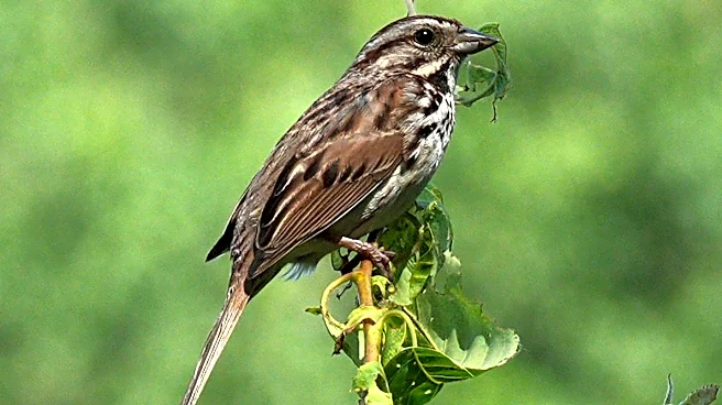 The Daily Mauling: 4/28/26