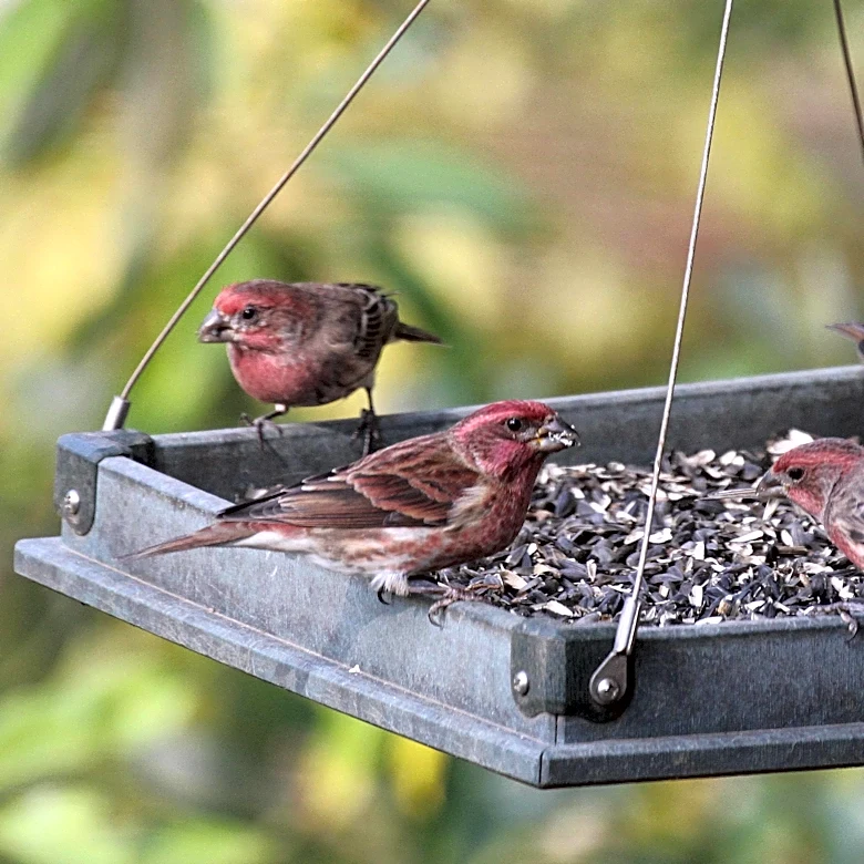 The Daily Mauling: 4/30/26