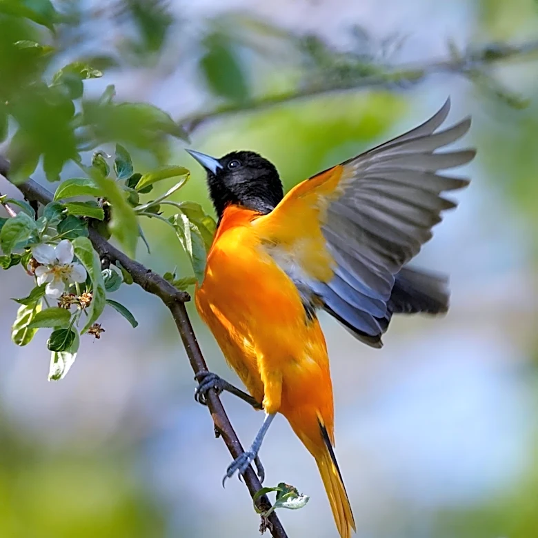 Orioles news: Basking in Yankees series win