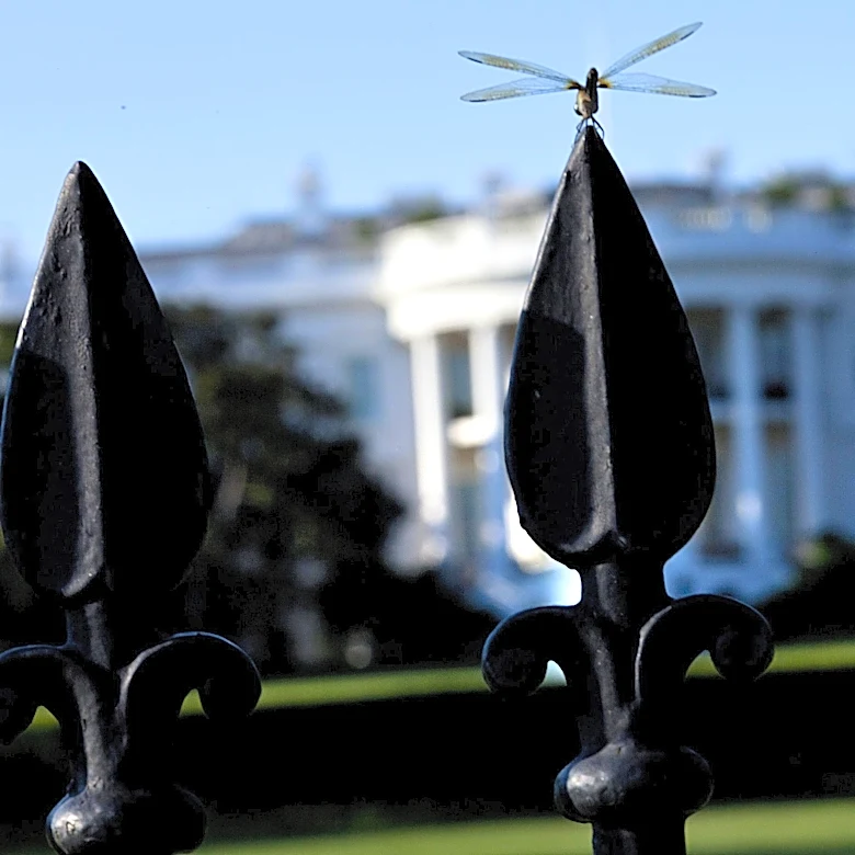 You’re gnat gonna believe the bug problem threatening UFC White House — ‘In your mouth, up your nose’