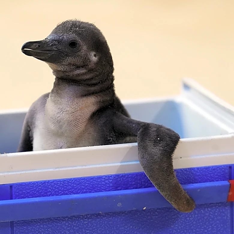 June 2026 Penguins offseason checklist