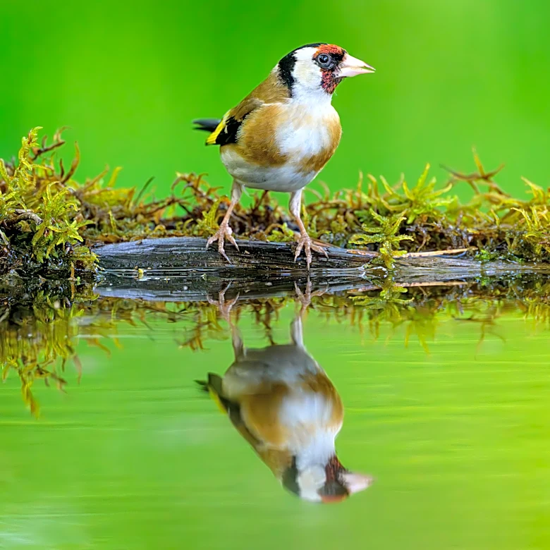 I’m looking for a goldfinch
