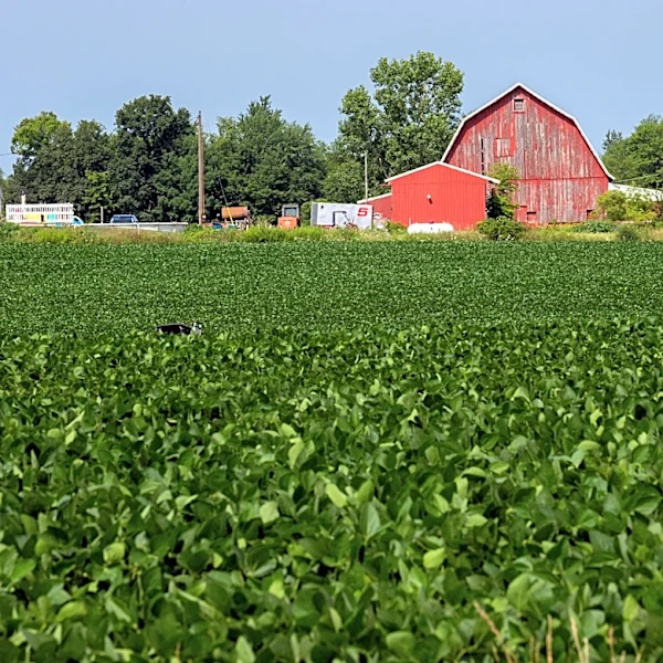 The Link Farm: 6.19.26