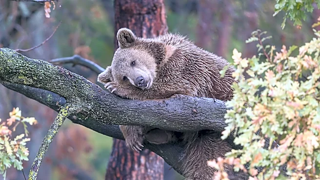 The Bear’s Den, June 29, 2026