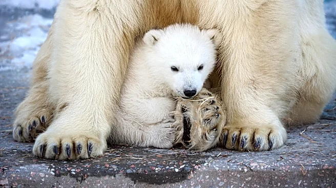 The Bear’s Den, July 1, 2026