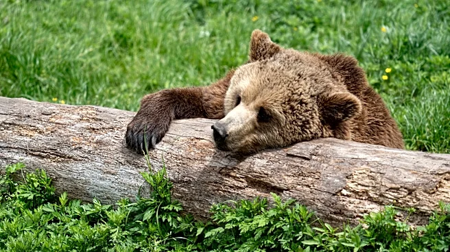 The Bear’s Den, July 2, 2026