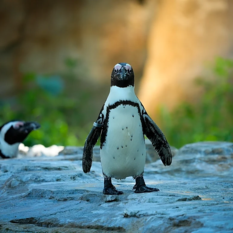 Saturday Posted & Toasted Notes: Big Penguin sighting, Rich whiteboards, Kuz bomb