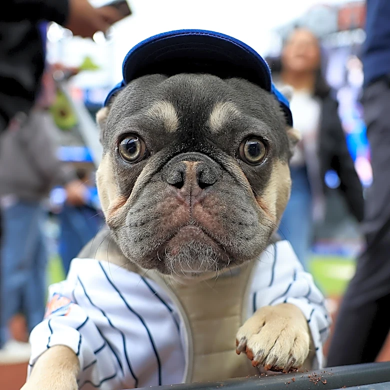MLB News Outside The Confines: The Dog Days of summer