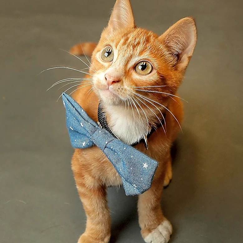 Do you want to name this Georgia kitty?