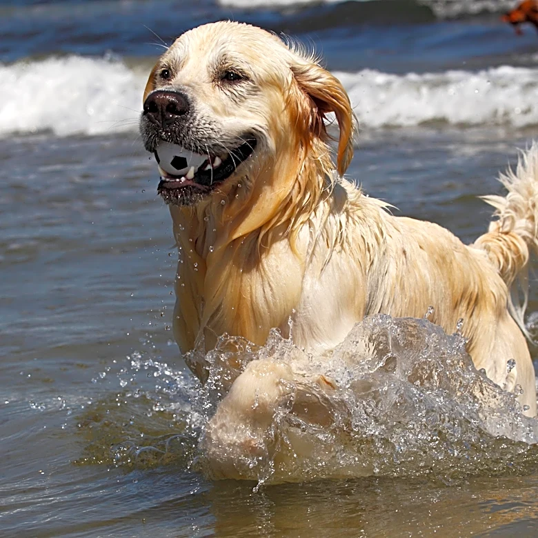 Golden Retrievers vs. The Oregon Coast: Which is Better?
