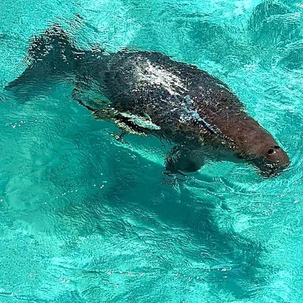 Sunday Posted & Toasted Notes: Back to Mexico