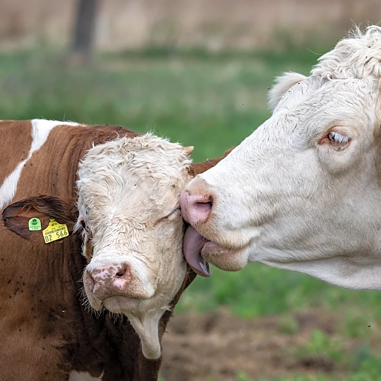 Calling All Cow Kissing Fans to the Best Things Ever Tournament
