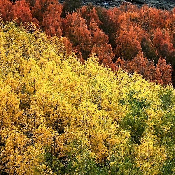 Open Thread, October 1, 2026: It’s Fall! Come on in and chat