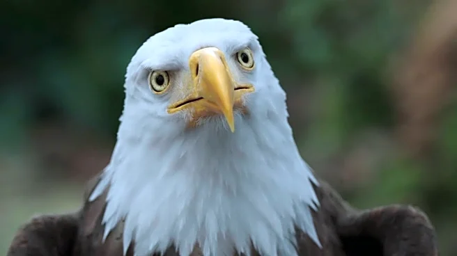 Peacemaker Season 2's Big Eagly Fight Works Thanks To One Dumb, Genius Decision