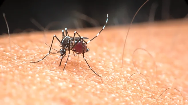5 Of The Best Gadgets For Keeping Pesky Bugs Out Of Your Home