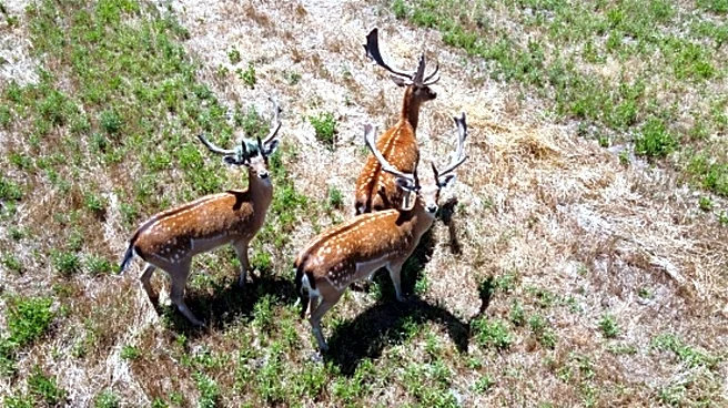 Is It Legal To Use A Drone For Hunting? Here's What You Should Know