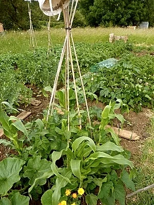 Tomatoes not ripening in the heat? Master gardener shares what to do