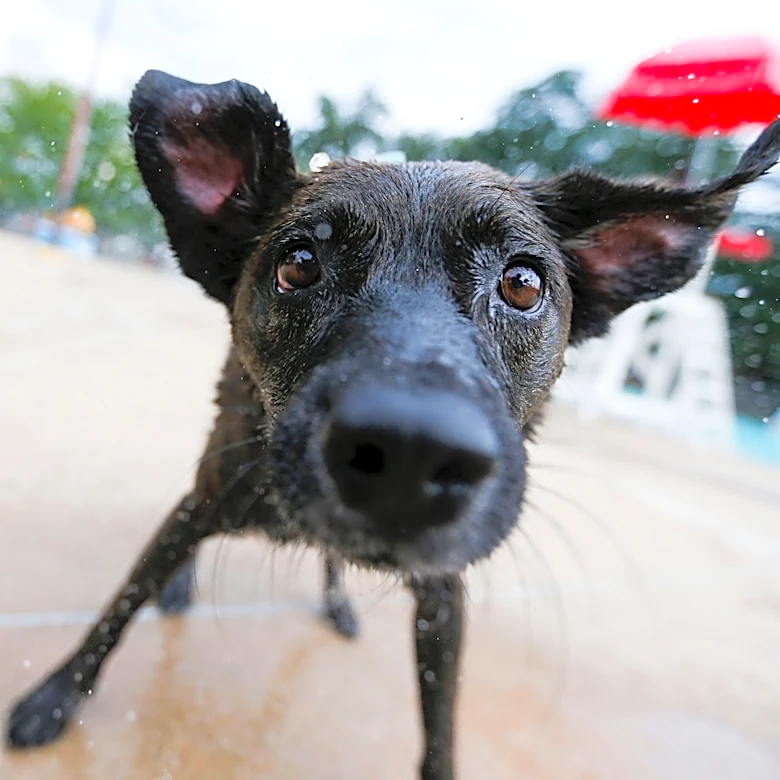 Springfield's Moxie Cinema seeks dog videos before fundraiser deadline