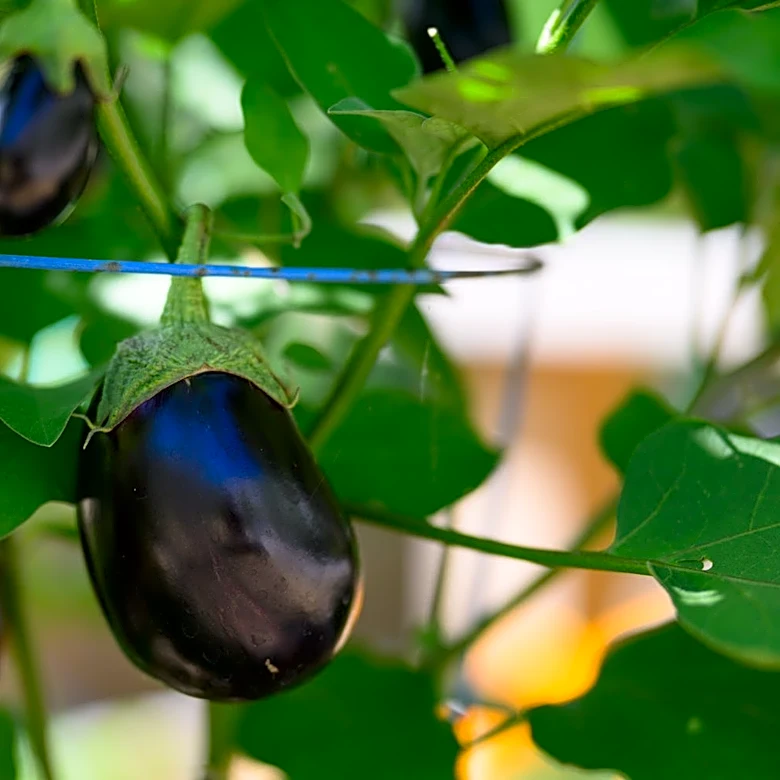 Master gardener warns inconsistent watering can cause trouble