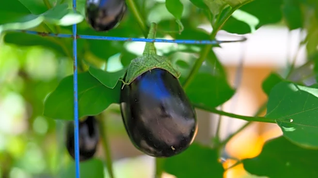 Master gardener warns inconsistent watering can cause trouble