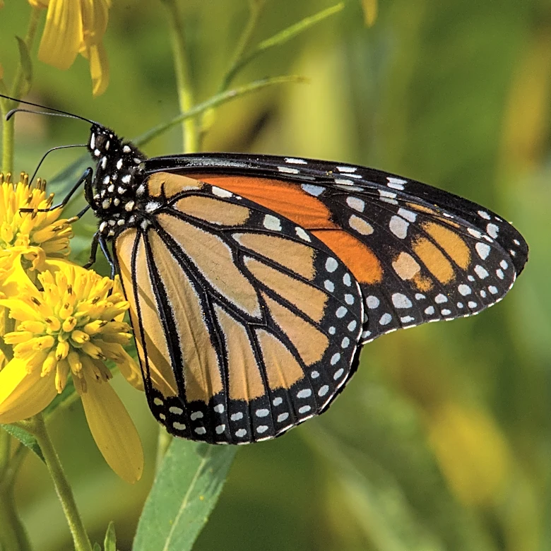 Monarch butterfly migration begins soon. Where to see them in Missouri