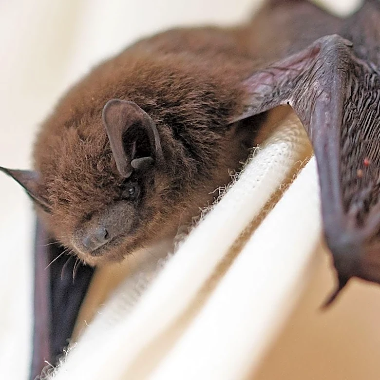 Bats with rabies prompt prevention reminder in Springfield area