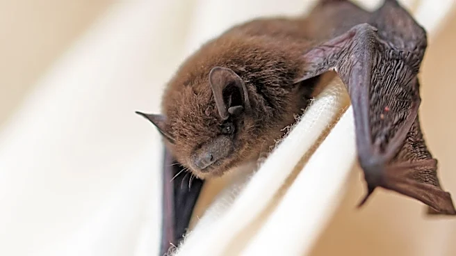 Bats with rabies prompt prevention reminder in Springfield area