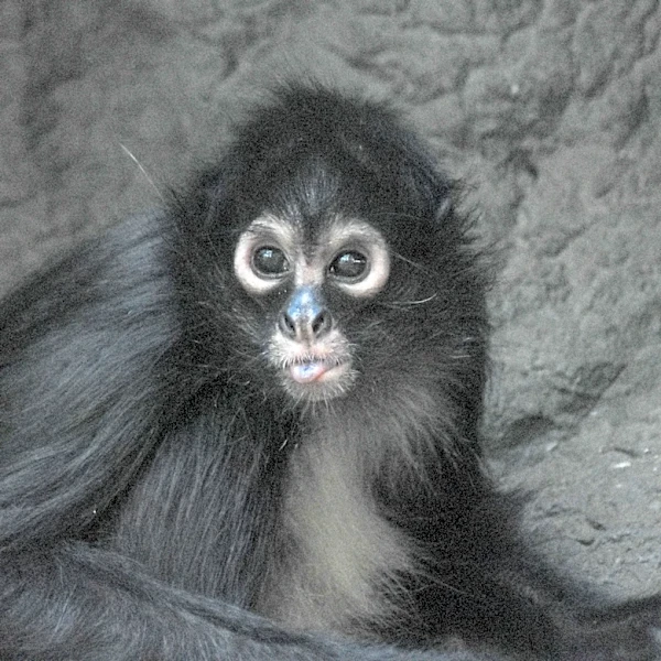 Monkey victims of illegal pet trade find home at Springfield zoo