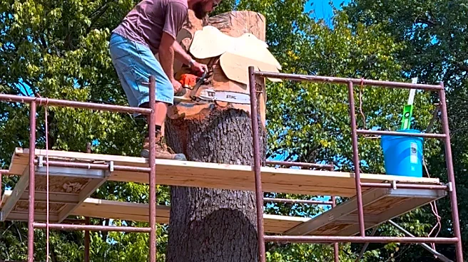 Springfield artist carving wildlife sculpture at Phelps Grove Park