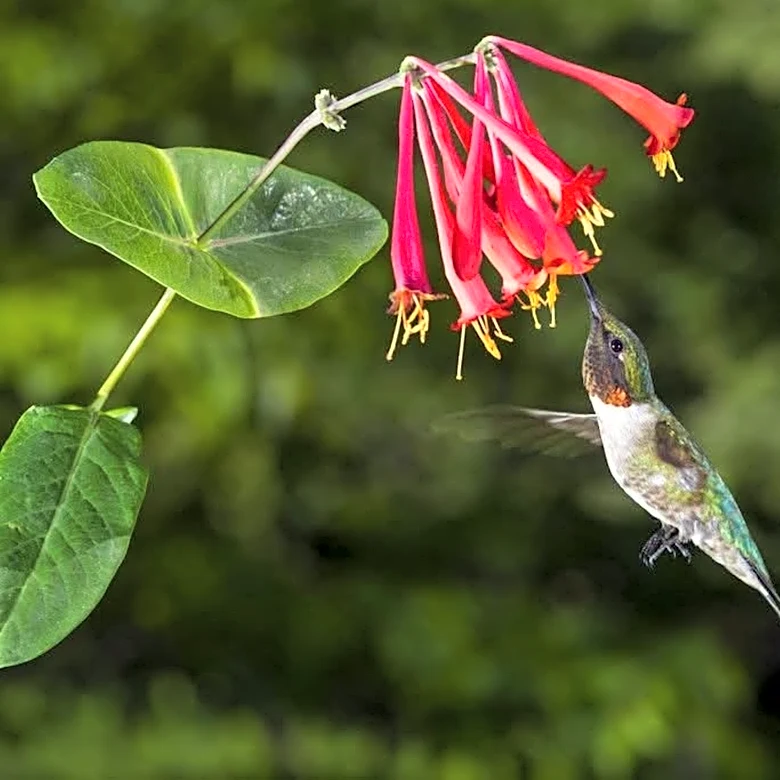 Native plant sale returns to Springfield Botanical Gardens