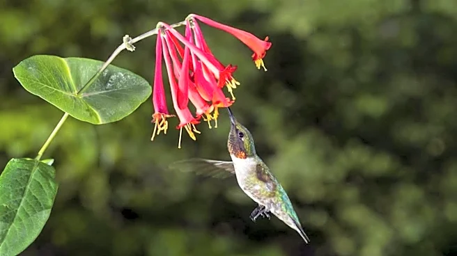 Native plant sale returns to Springfield Botanical Gardens