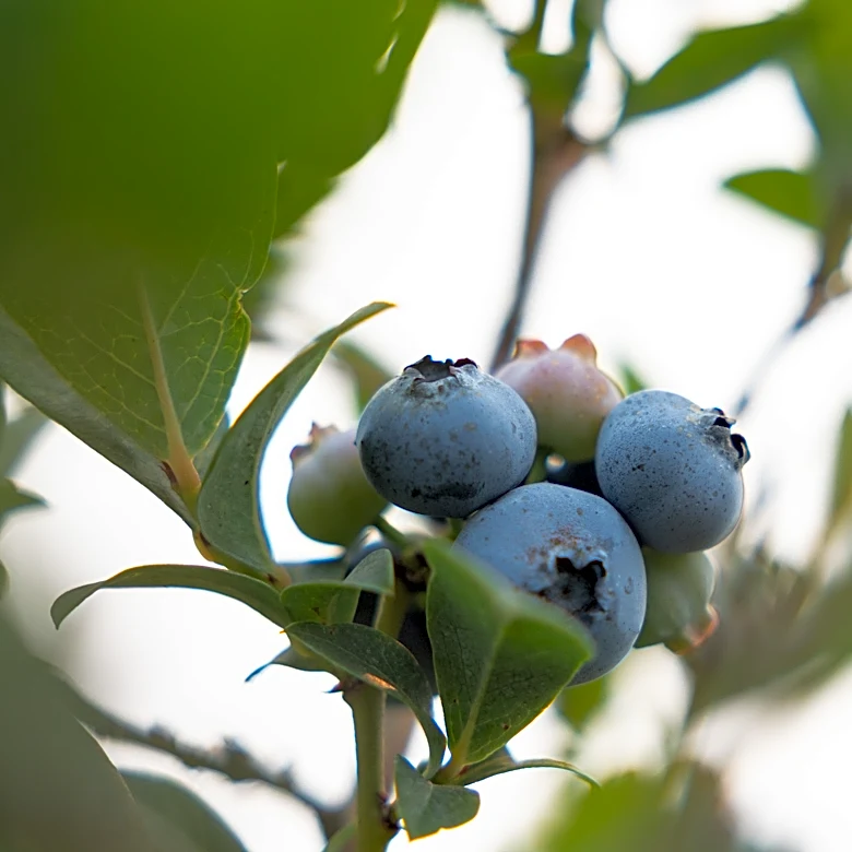 Tips for replanting berry bushes and asparagus, attracting butterflies