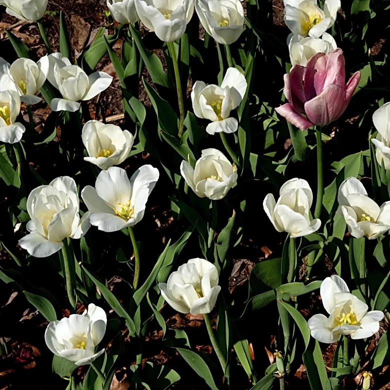 Master gardener shares when to plant spring bulbs and mums this fall