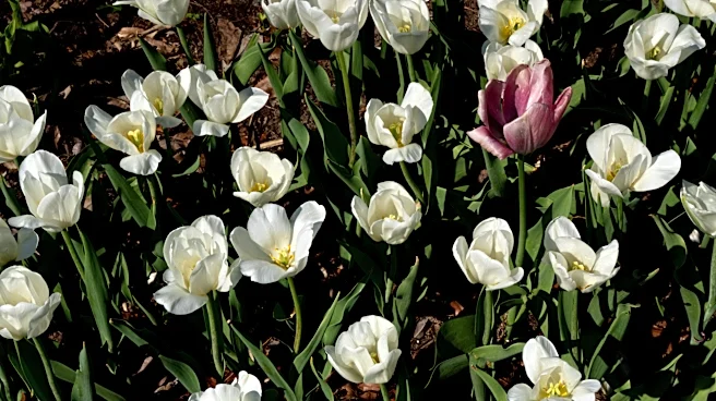 Master gardener shares when to plant spring bulbs and mums this fall